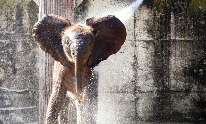 African elephant