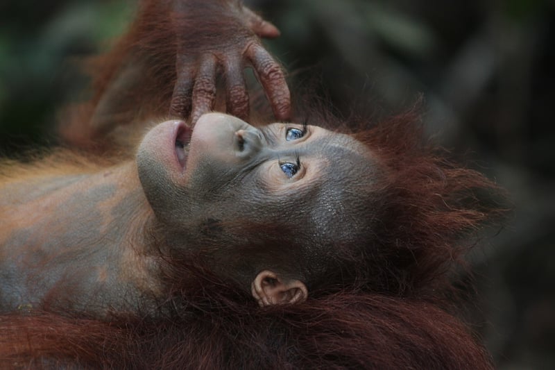 Orangutan in the wild